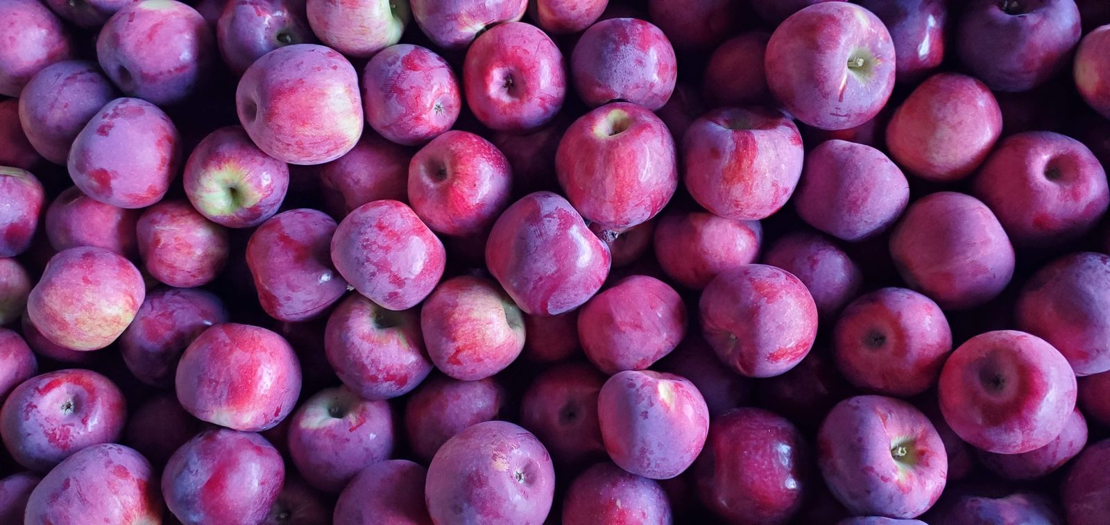Bins of apples at the Green Mountain Orchards farm stand