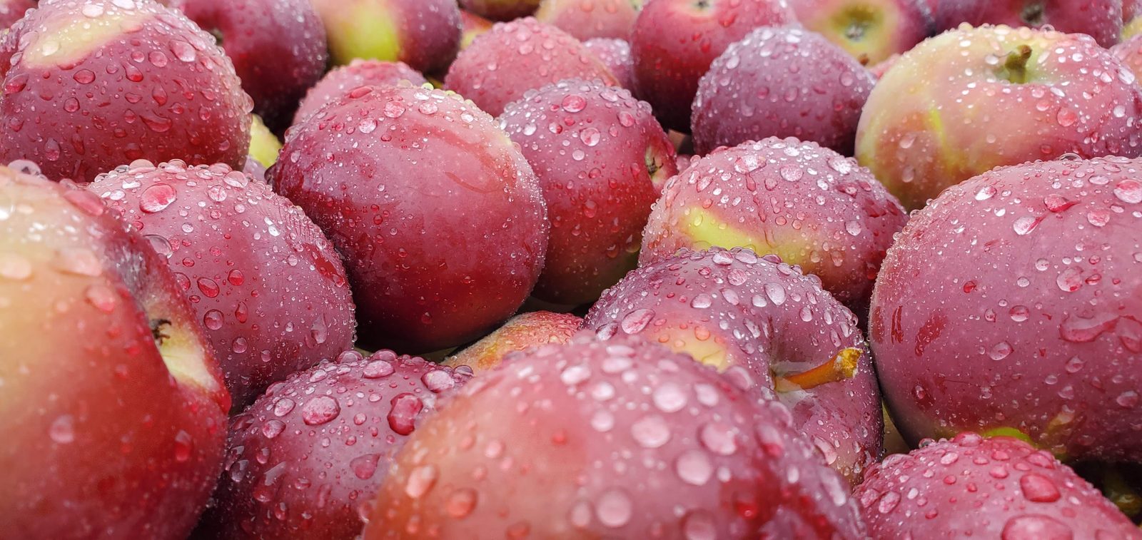 Freshly picked apples, still wet with rain